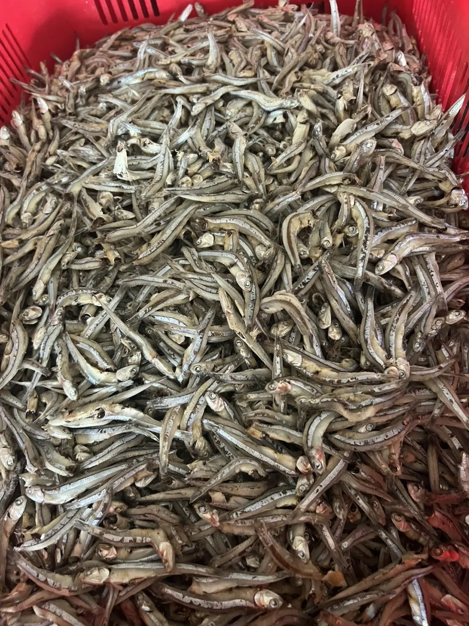 High Very Dry Fish Silver Line Dried Anchovy Sprats Golden Colour