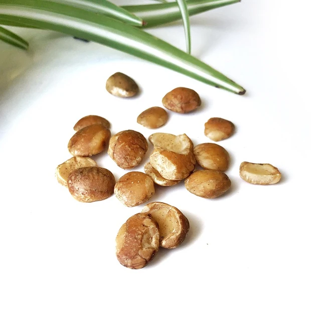 Hot Selling Popular Nutritious Sacha Inchi Healthy Roasted Nuts Vegan