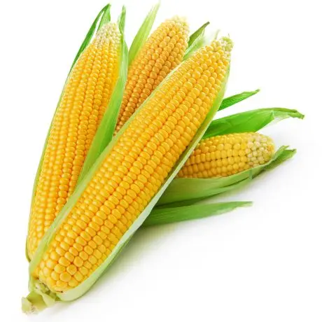 Corn6.jpg