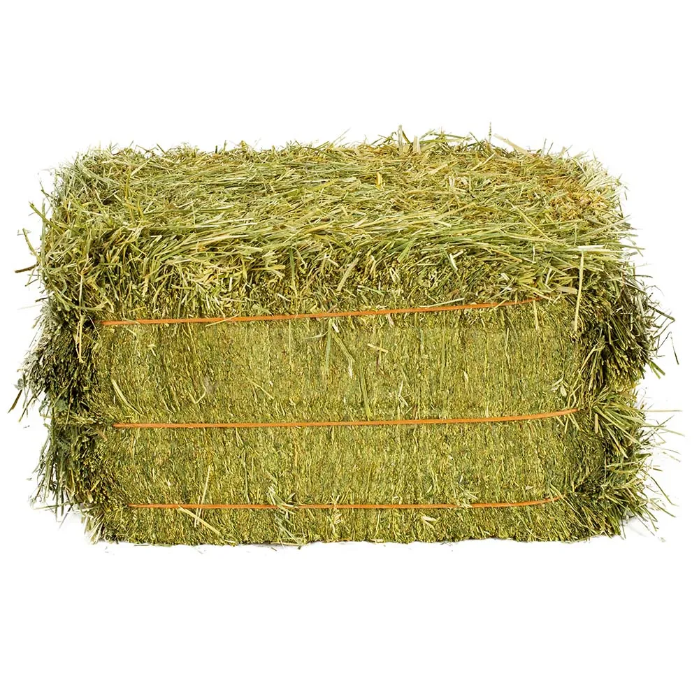 Hot Selling Alfalfa,Hay For Animal Feed At Wholesale Price Alfalfa Hay