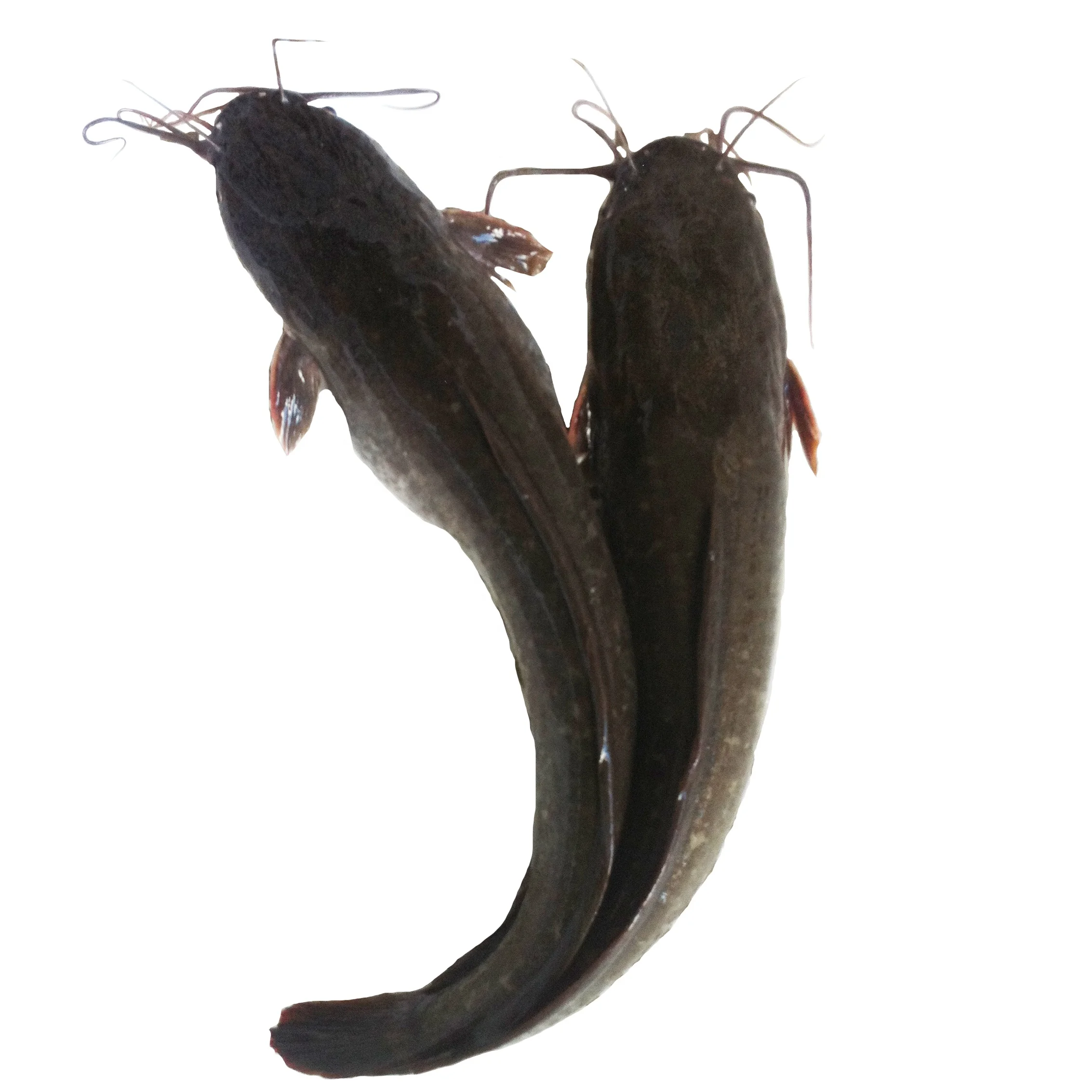 Guangzhoou Black Bullhead Chinese Farm Frozen Live Catfish Wholesale