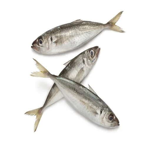 Quality Cheap Atlantic Frozen Salmon /horse Mackerel Fish