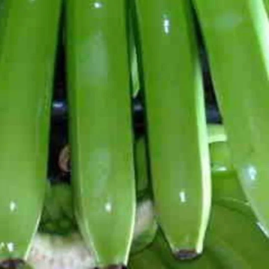 Organic Premium Grade Fresh Green Cavendish Bananas in Bulk Cold Storage for Retail and Wholesale