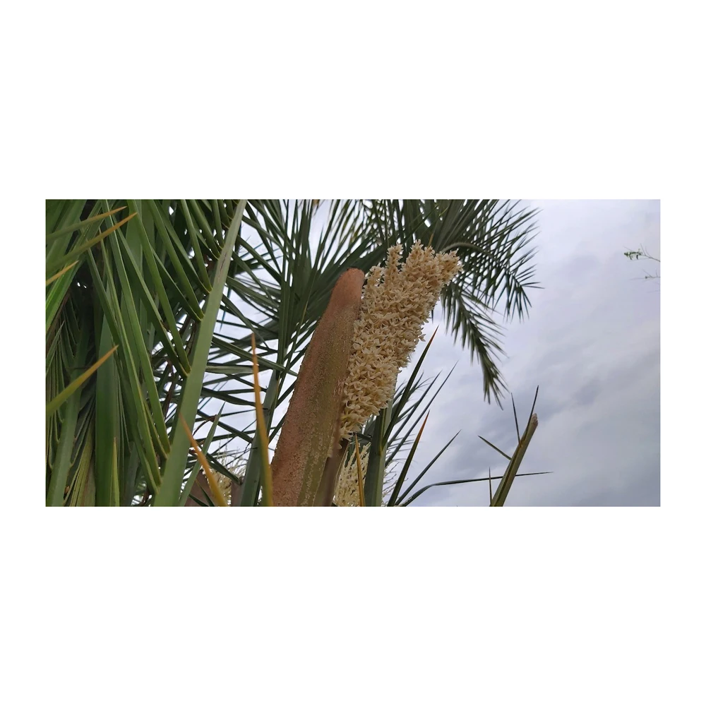Pure Organic Pine Pollen Powder Palm Pollen Pine Pollen Wholesale Fresh Organic Fennel Pine Honey Bee