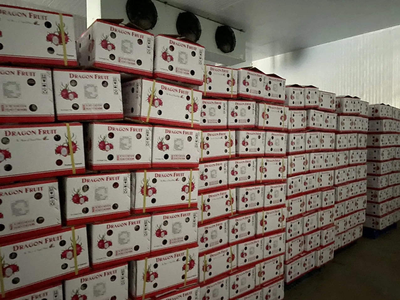 Sweet Taste Fresh Dragon Fruit From Vietnam With Standard Quality And