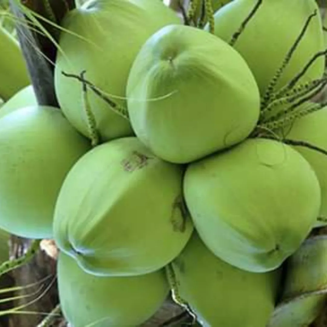 Vietnam Fresh Young Coconut Easy To Open With Pull High Quality Green ...