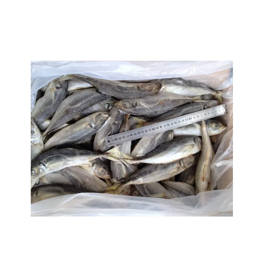 Atlantic Mackerel Frozen Fillets Frozen Fish Mackerel Exporters Pacific Horse Mackerel Market