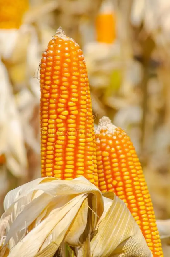 Non-GMO Non-Glutinous Yellow Maize Whole in Bulk Grade 2 Corn for Human Consumption Export Suppliers on Sale