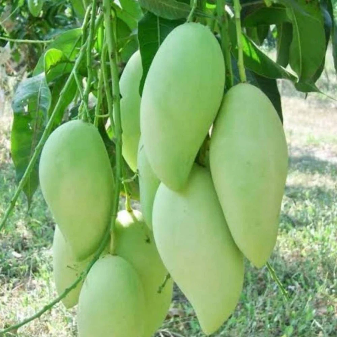 World Best Pakistani Mangoes Pakistan Made Fresh Fruits 2024 High