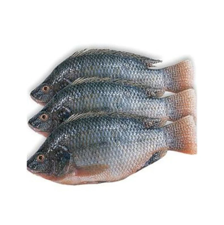 Frozen Whole Black Tilapia Fish Frozen Tilapia Fish From China Tilapia