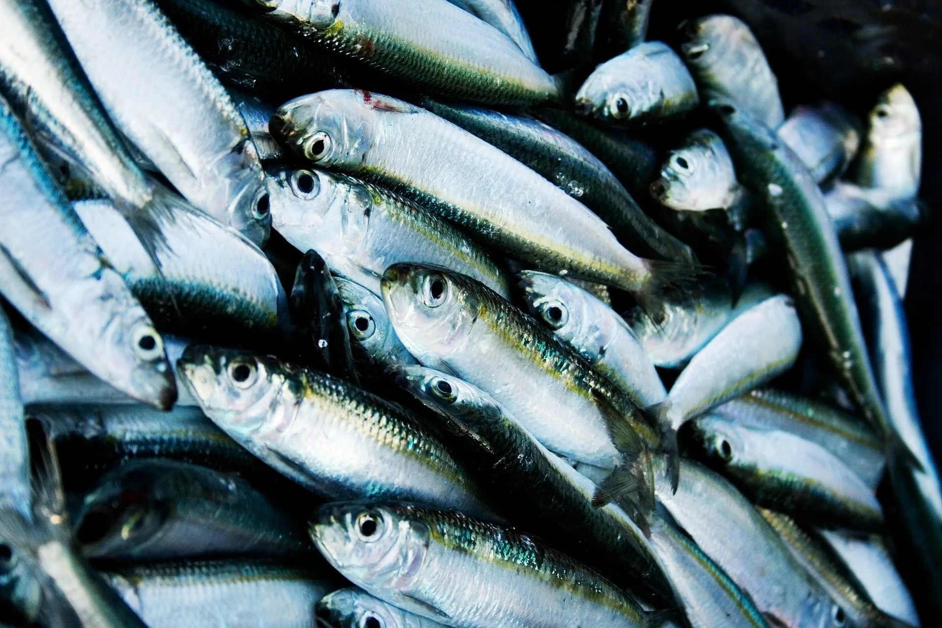 Hot Sale Fresh Materials Frozen Fish Herring Whole Round Buy Premium