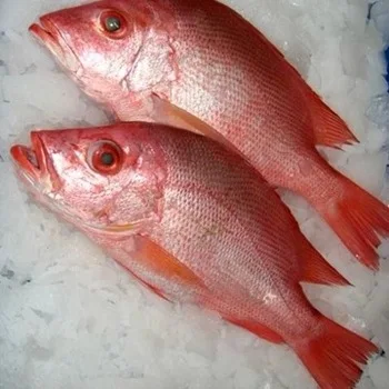 frozen red snapper near me