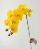 สีเหลือง
