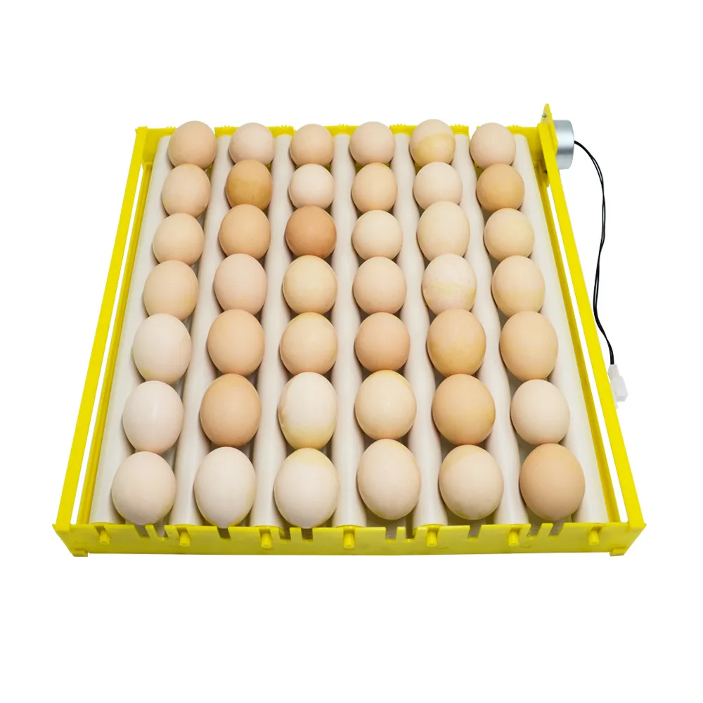 Fertile Hatching Chicken Egg / Fresh Chicken Table Eggs/quail Eggs For