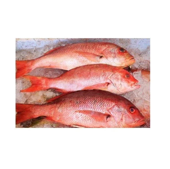 Red Snapper Frozen Fish Export From Austria / Snapper Fish Buy Frozen