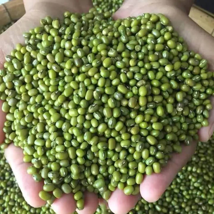 Quality Mung Beans For Export Buy Bulk Beans For Sale Bulk Mung Beans
