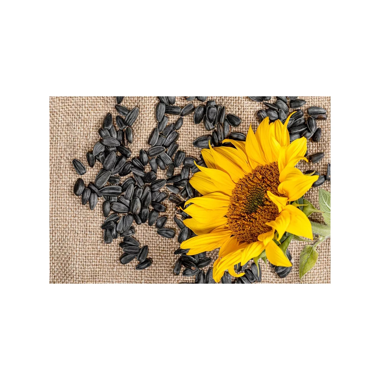 Different Types Of Sunflower Seeds / Sun Flower Seeds Kernel Buy Best