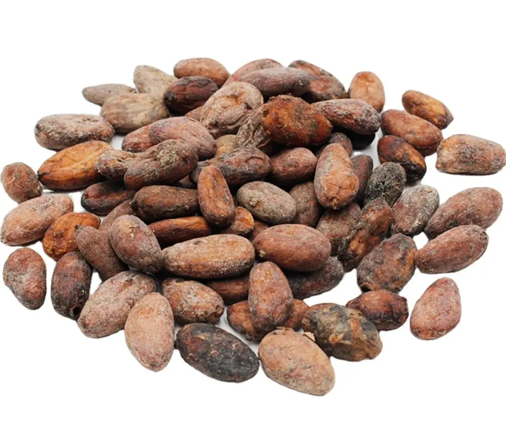 Organic Raw Cocoa Beans / Organic Raw Ariba Cacao Beans / Sundried Raw Fermented Cocoa Beans