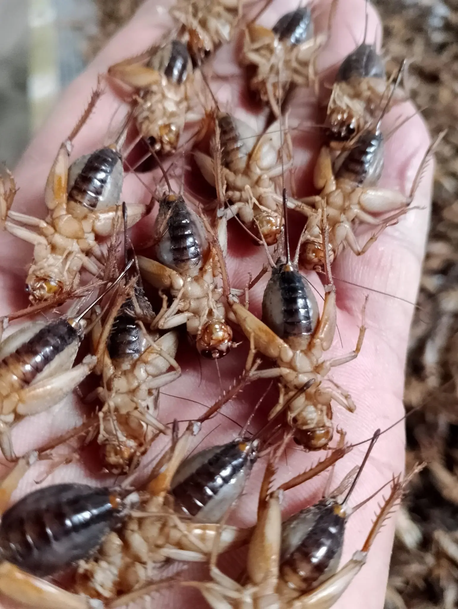 Dried Mealworm Crickets Freeze Crispy Crickets Dried Crickets With Bulk