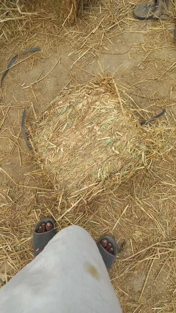 High Quality Pakistani Moisture Controlled Rice Straw For Sale In Bulk