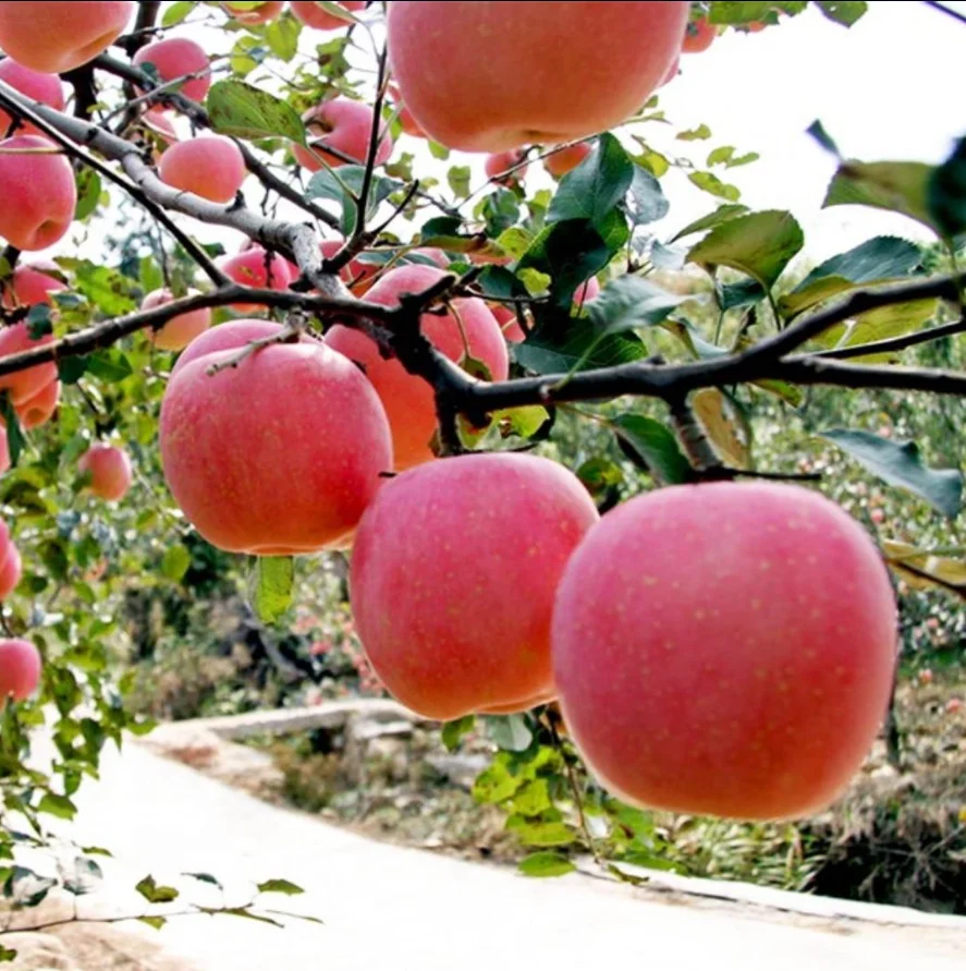 Fresh Harvest, Naturally Sweet and Healthy Apples from UK