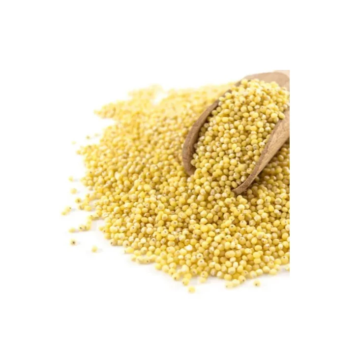 Yellow Millet Glutinous Millet For Bird Feed Buy Yellow Millet For