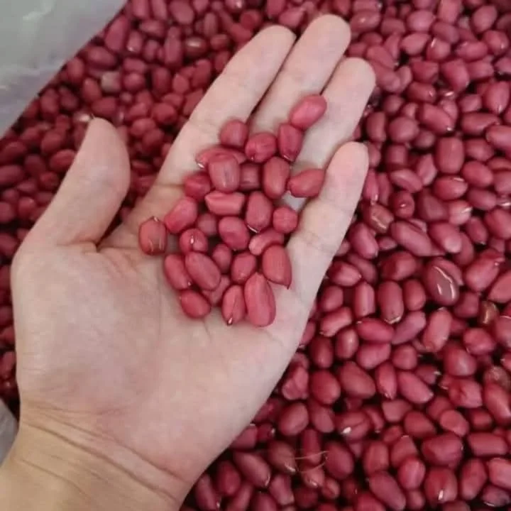 Super High Quality & Nutrient Rich Raw Dried Peanut Groundnuts Snack for Sale