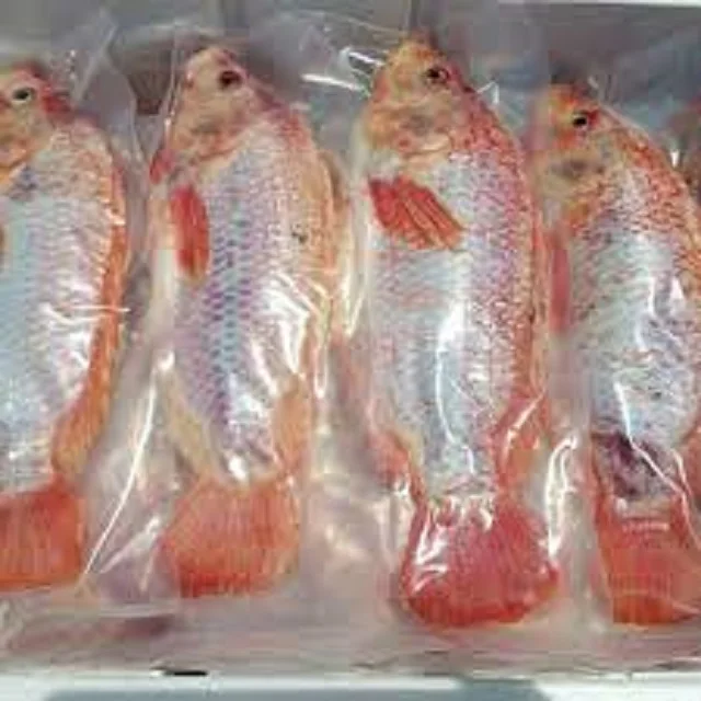 Fresh Tilapia Fish Frozen Tilapia Fish With Cheap Price Wholesale From