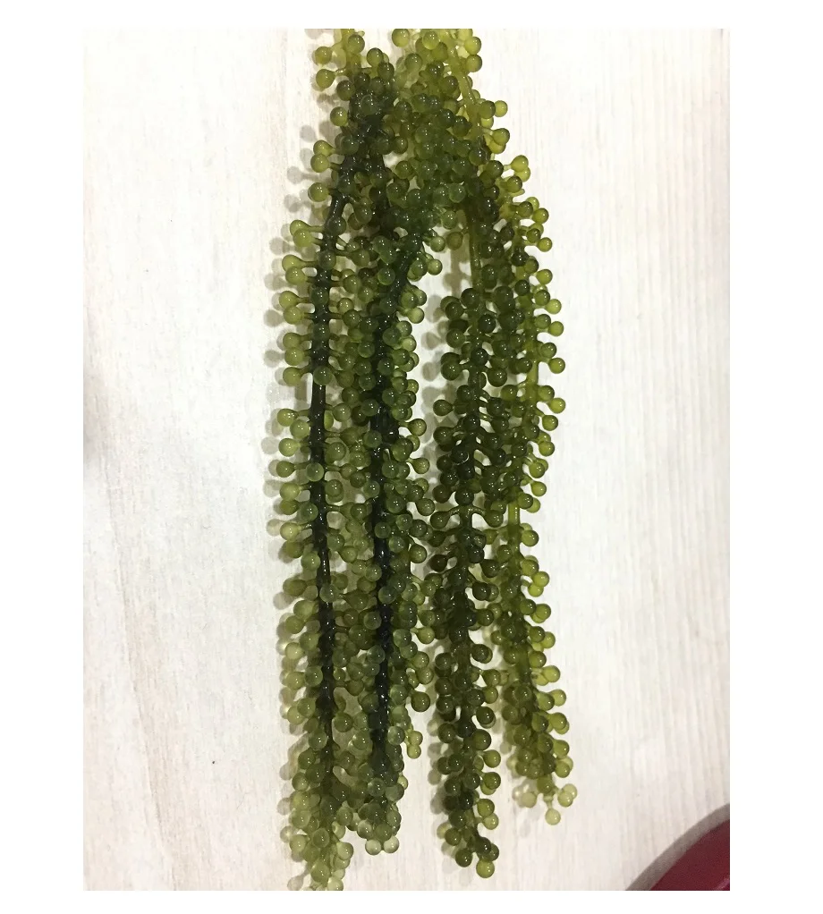Wholesale Delicious Dried Sea Grapes Best Quality At The Competitive