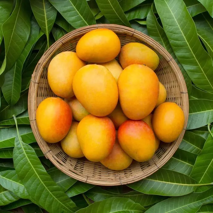 Fresh Sweet Mangoes For Export Original Flavor 10 Kg Per Box In Cheap Price For Sale In Bulk