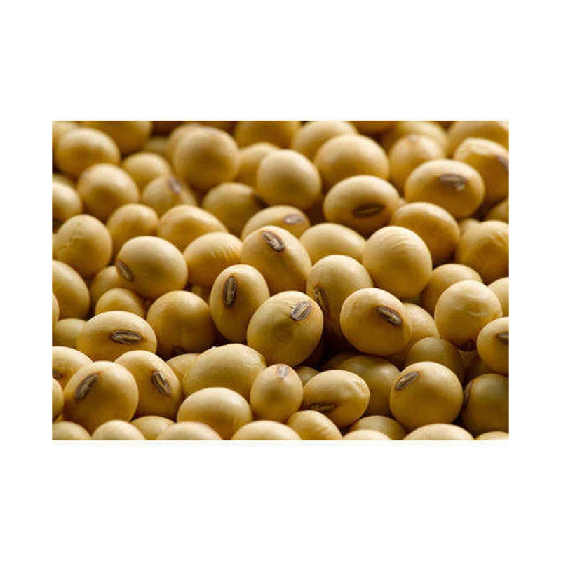 50kg Bag Sprouting And Food Grade Dry Yellow Soybean Seed Non Gmo Soybeans Buy Non Gmo Soybean