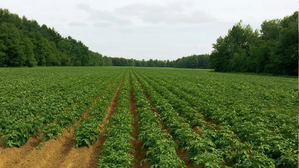 potato farm.jpg
