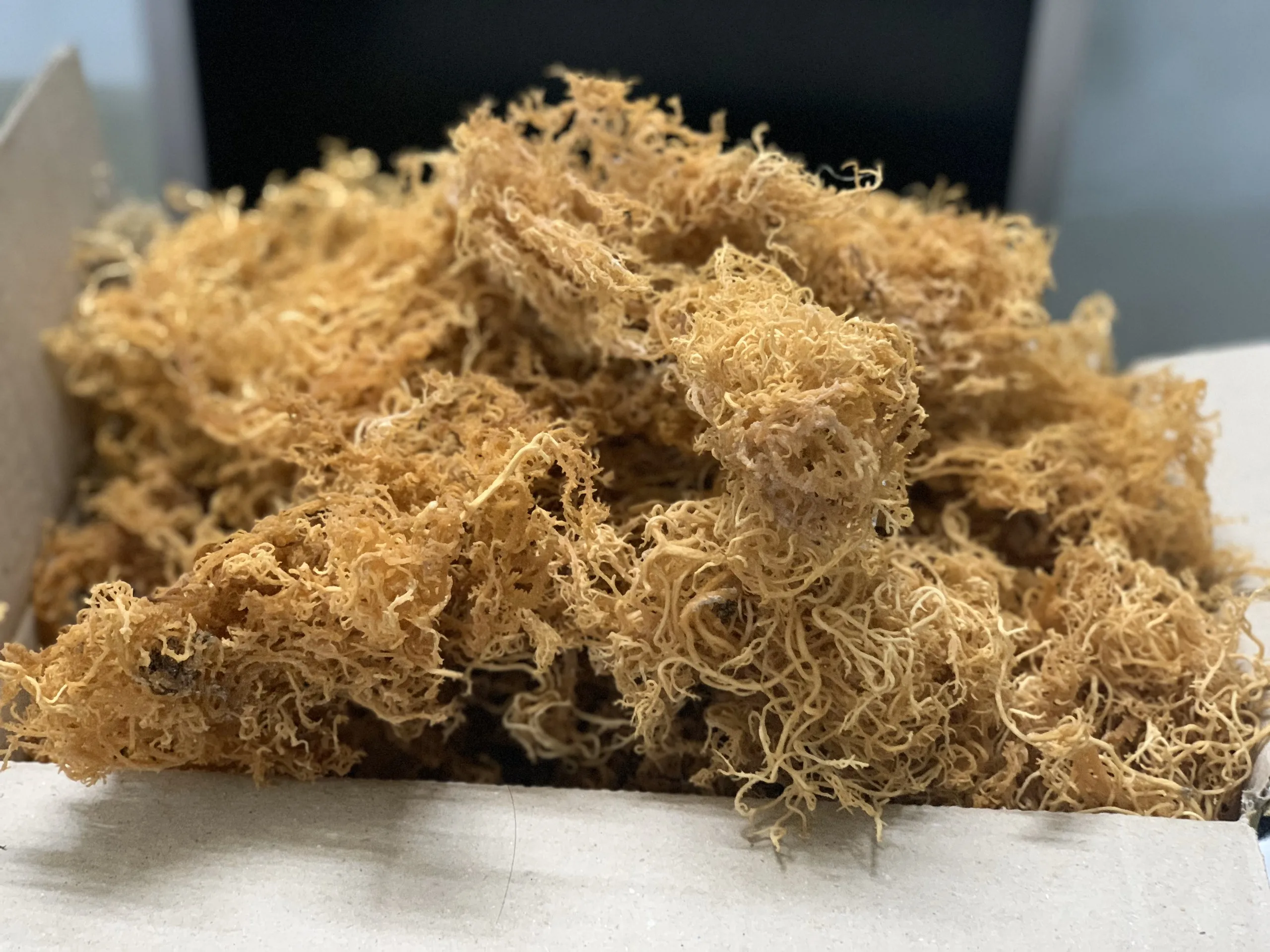 High Quality Dried Sea Moss 2024 Best Product,Tom - Buy Seaweed Seamoss ...