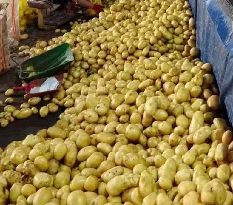 Potatoes from Central Europe