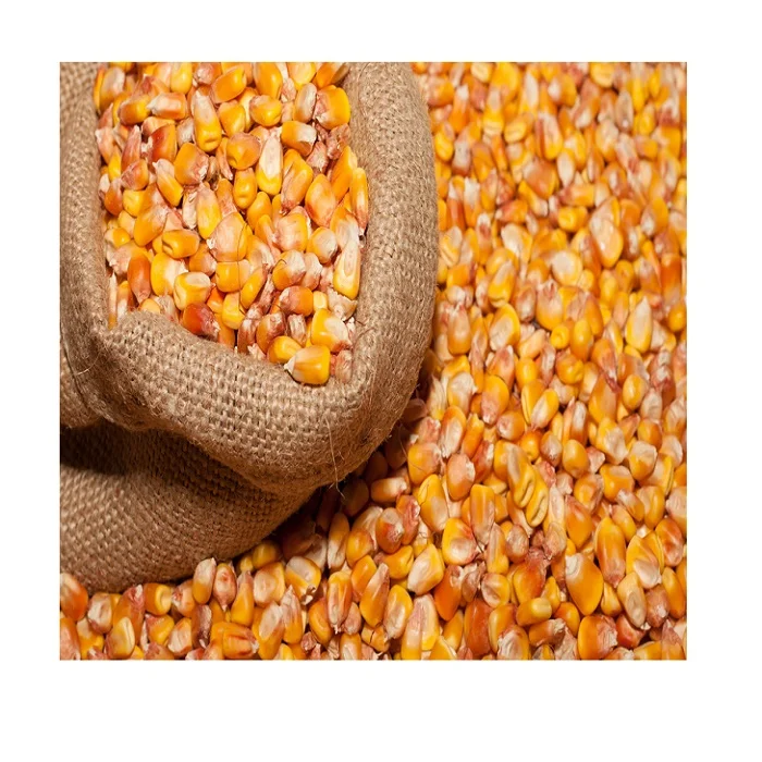 Best Quality Organic & GMO-Free Yellow Maize Grain Fresh & Dried at Low Wholesale Prices for Animal Feed Sweet Corn Included