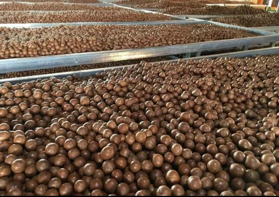 2023 новые орехи макадамия/жареные орехи макадамия в скорлупе