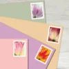 Blanc#Fleurs de tulipes 2023