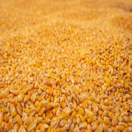 Corn-Pile.jpg