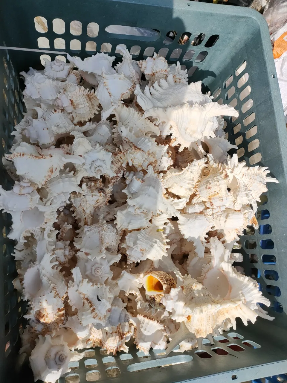 Best Selling Seashells  Snail Shells Market in Vietnam