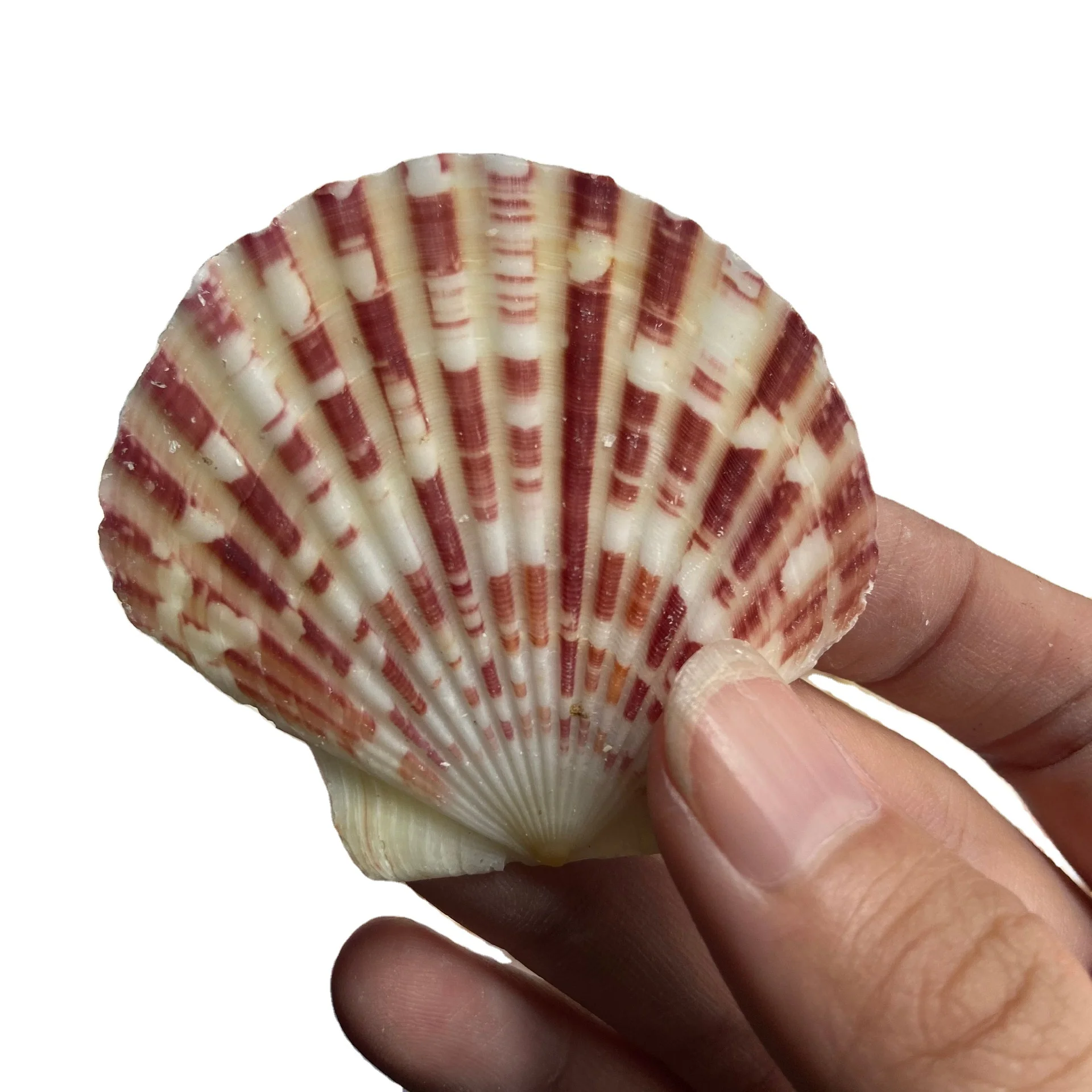 Shells for crafts - 24 Atlantic Ocean Gray scallop shells various