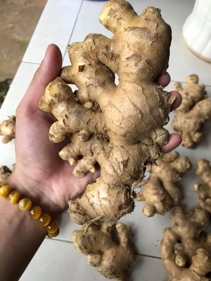 Fresh Organic Ginger 2024 Season Aa Grade Ginger Premium Quality Export