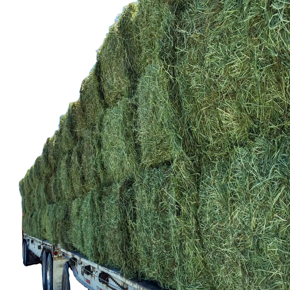 Freshly Harvested Alfalfa Stacked In Bales Bulk Supplier 550-600 Kg ...