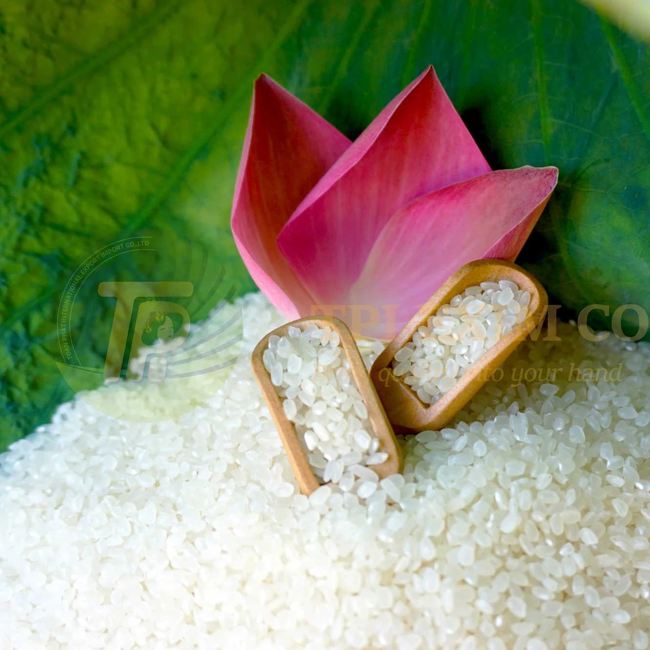 White Color Common Cultivation Type Shortgrain Japonica Rice Buy