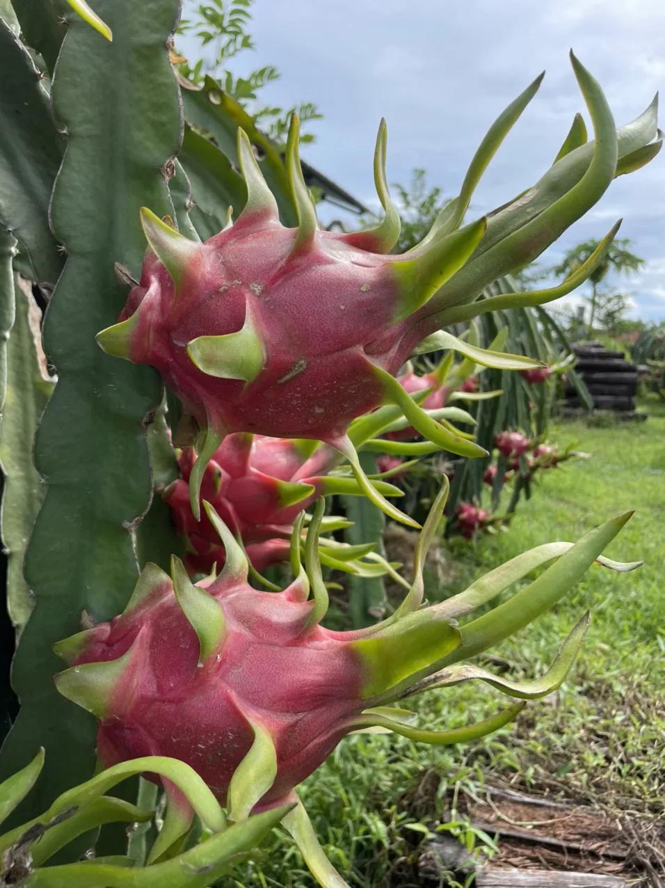 Sweet Taste Fresh Dragon Fruit From Vietnam With Standard Quality And Competitive Price Buy
