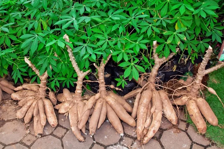 Fresh Cassava5.jpg