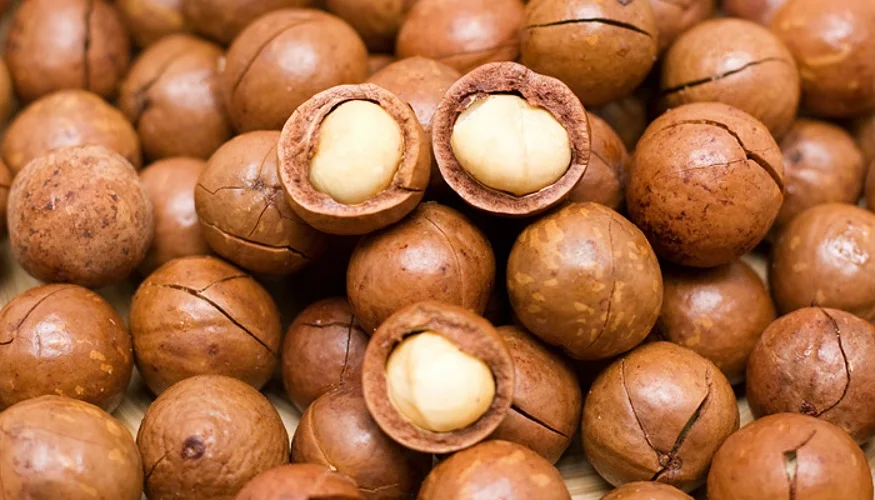 High Quality Naturally Grown Macadamia Nuts 100% Mature at Cheap Wholesale Price