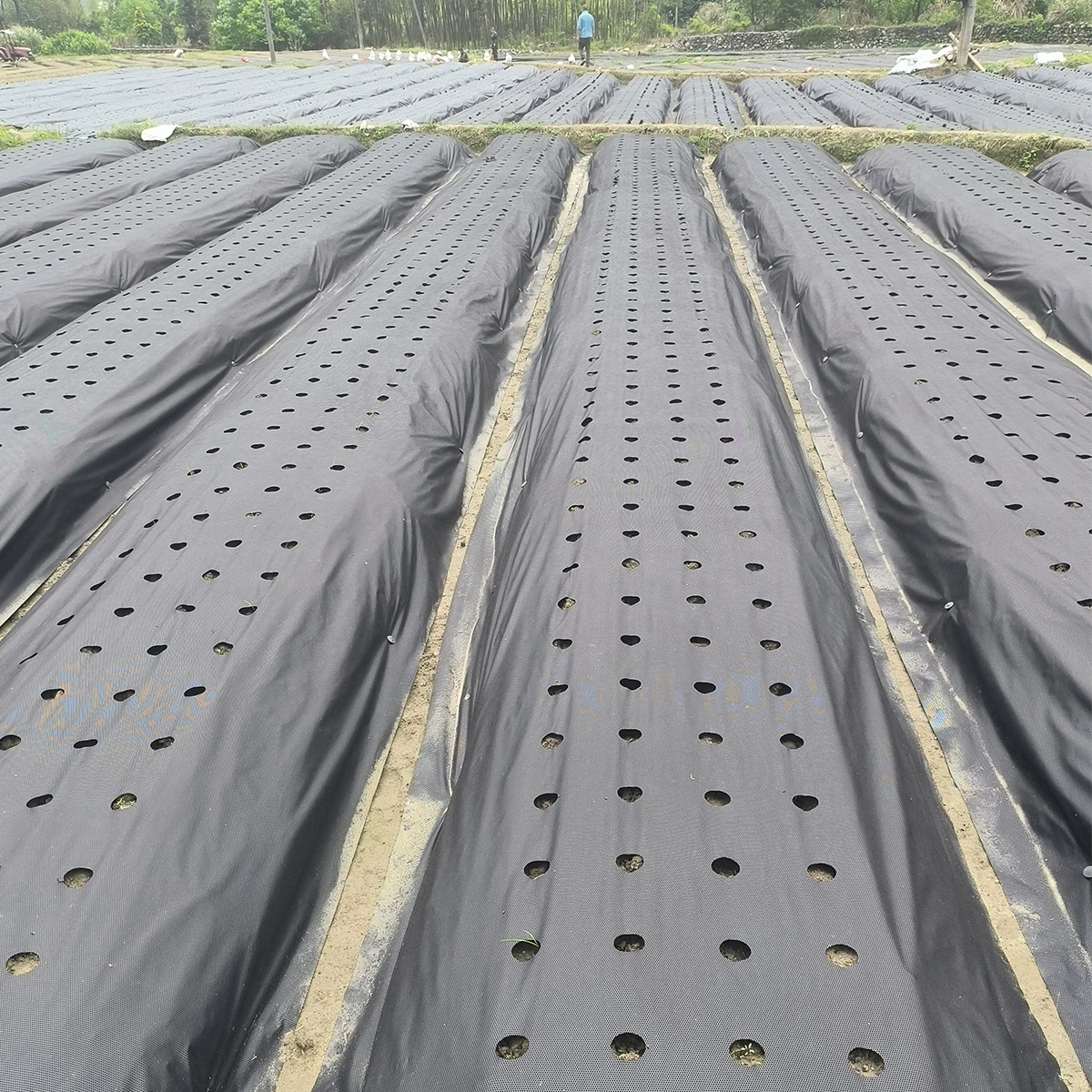 Weed Barrier Landscape Fabric Heavy Duty Premium Weed Blocker Fabric Pp Weed Control Fabric With