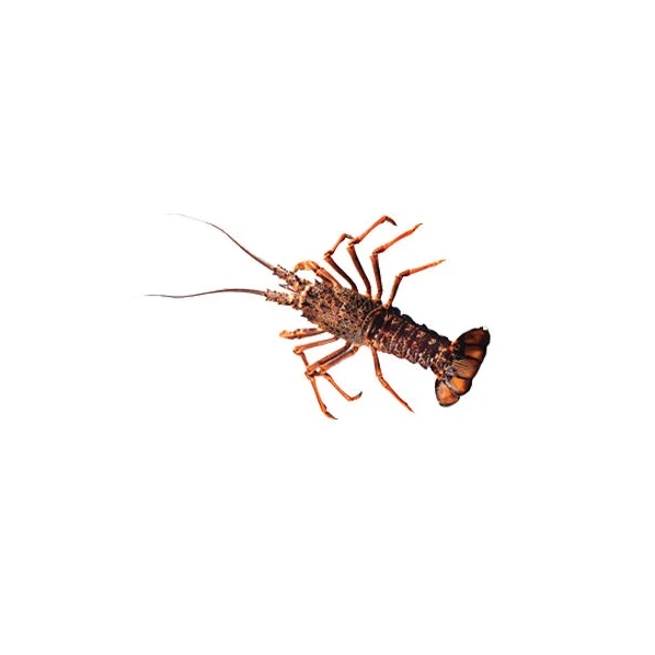 Fresh Live Lobster Wholesale Live Canadian Lobsters Live Boston Lobsters Seafood Products