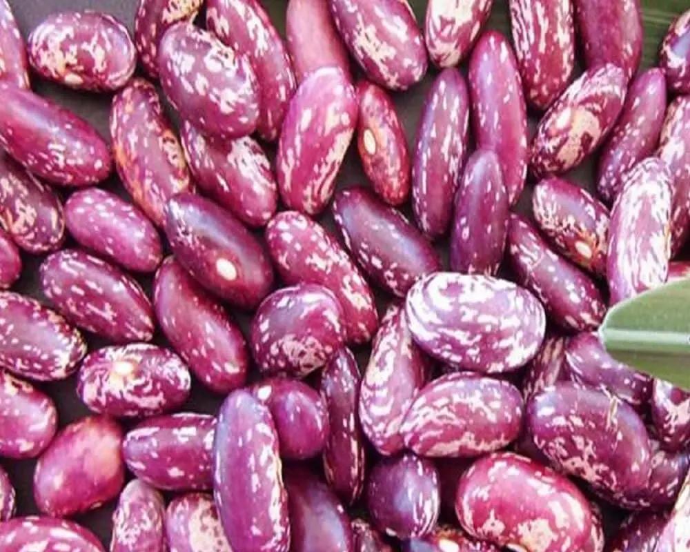 Bulk Red Kidney Beans/ White Kidney Beans Usa Origin - Buy Red Bamboo ...