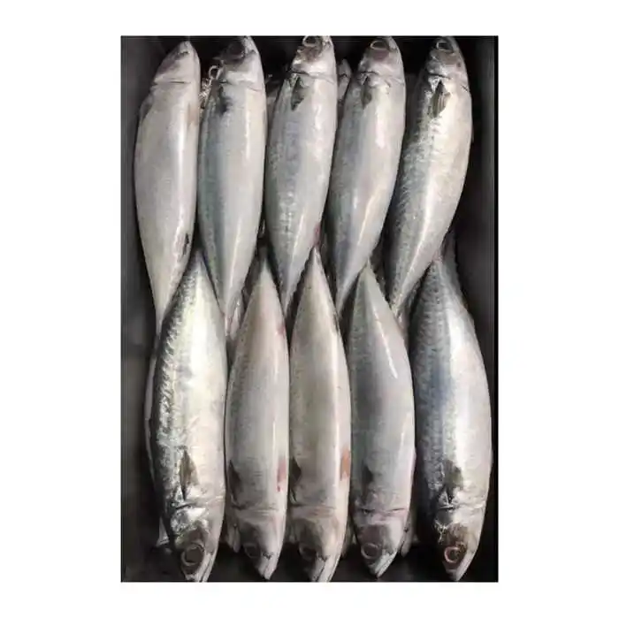 High Quality Horse Horse Mackerel Fish Frozen / Hotsale Fresh